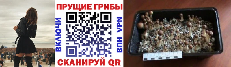 Галлюциногенные грибы Psilocybine cubensis  Купить  Безенчук 